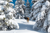 village-neige-eglise-criou-rue-de-la-jaysinia-hiverotsamoens-12-2832137