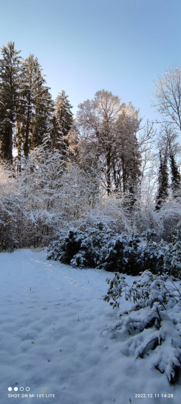 At the edge of the woods_Samoëns