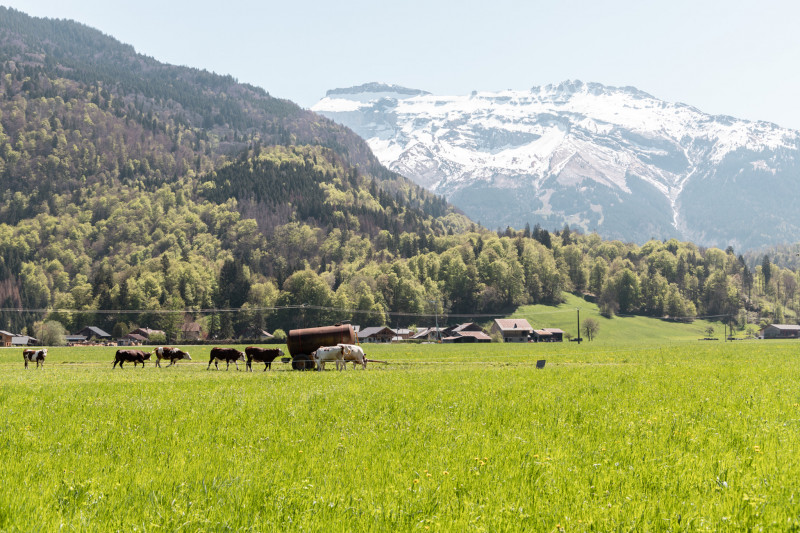 balade-dans-les-alpages-a-samoens-au-printemps-otsamoens-01-1768693