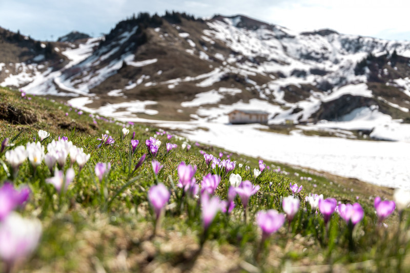 crocus-printemps-joux-plane-otsamoens-1768694